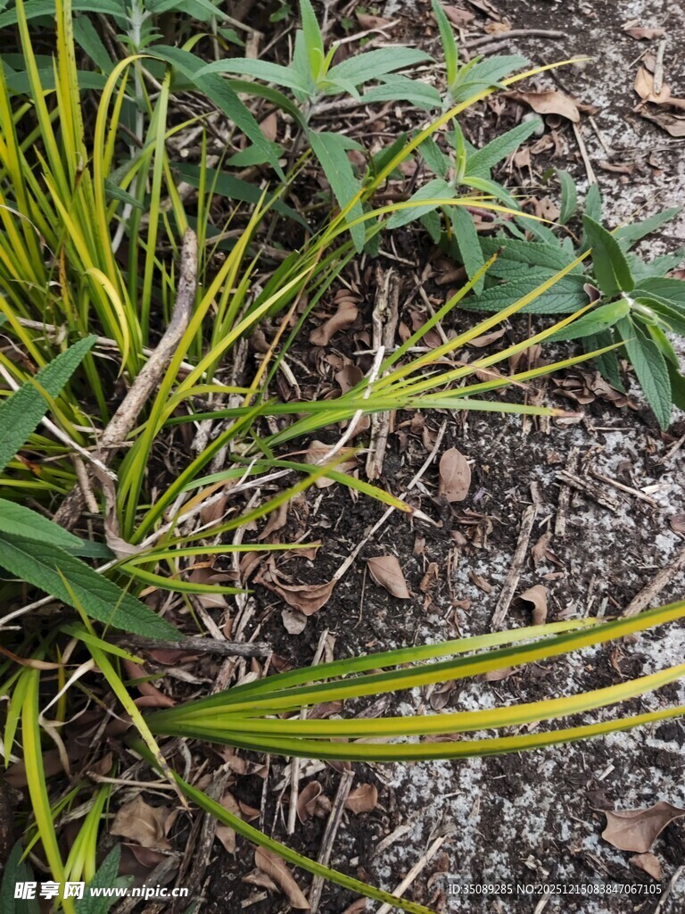 地面上的多样绿色植物