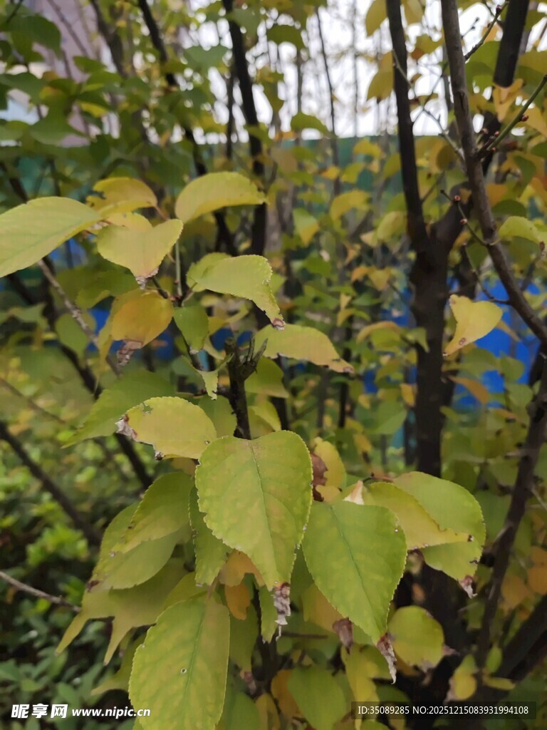 秋日黄绿相间的植物枝叶