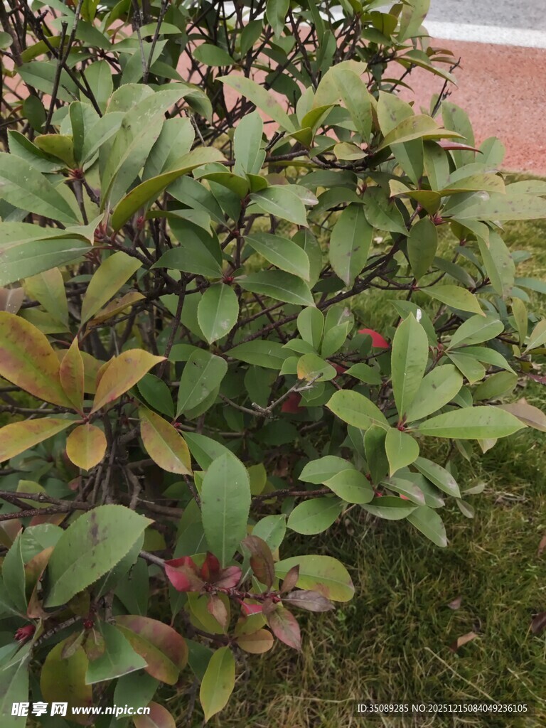 绿叶间的多彩果实