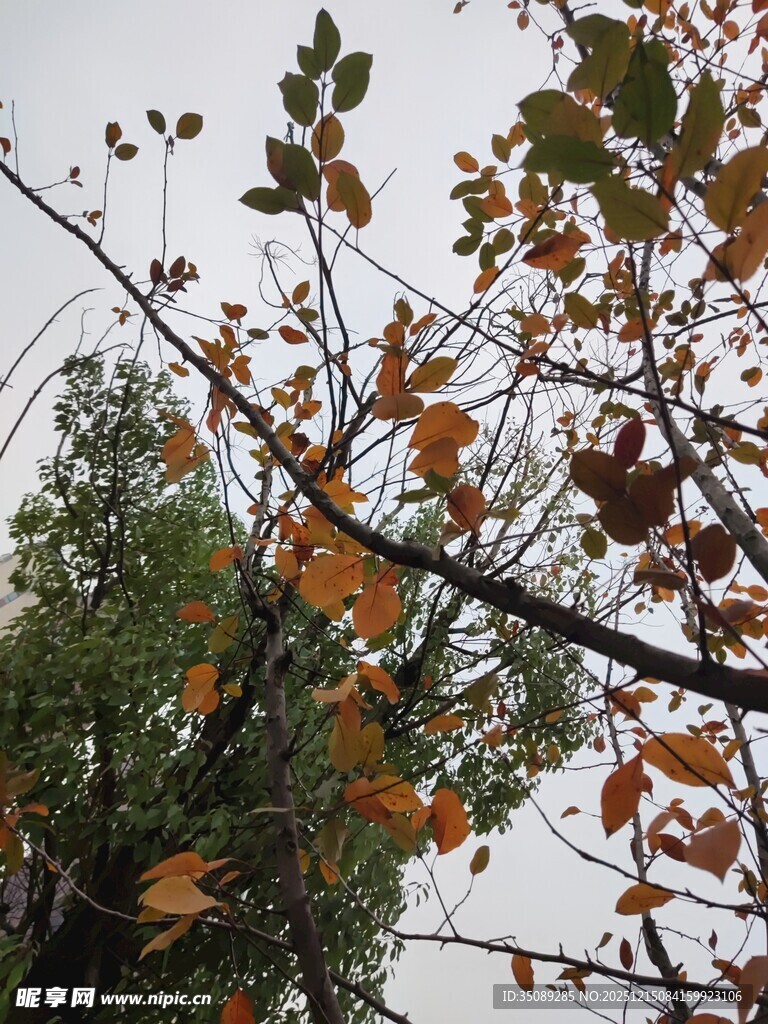 秋日枝头斑斓树叶