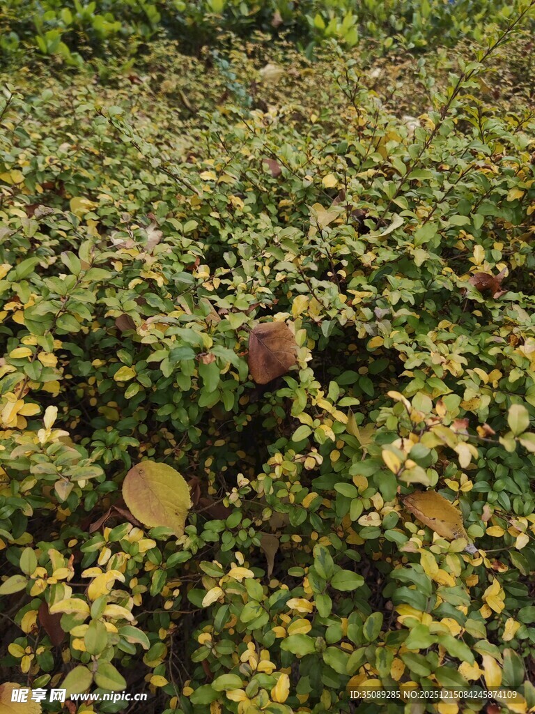 绿叶丛中的红果