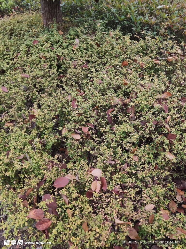 地面的多彩植物景观