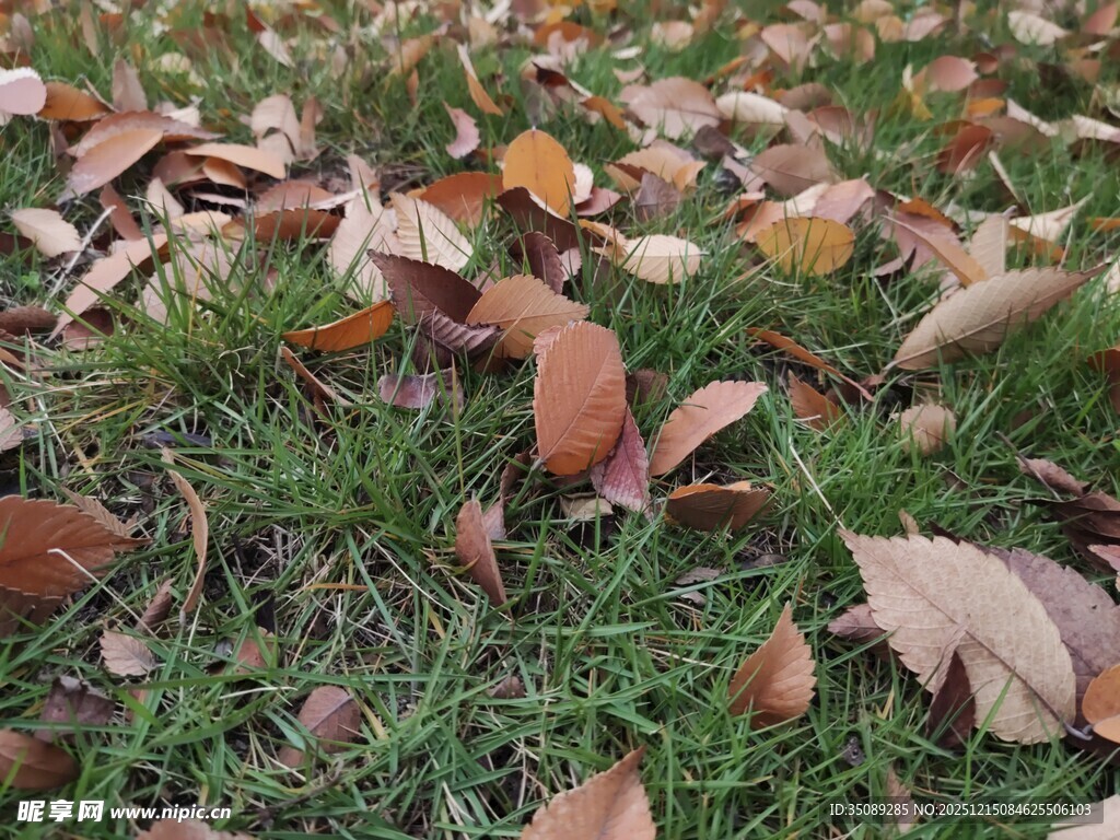 草地上的缤纷落叶