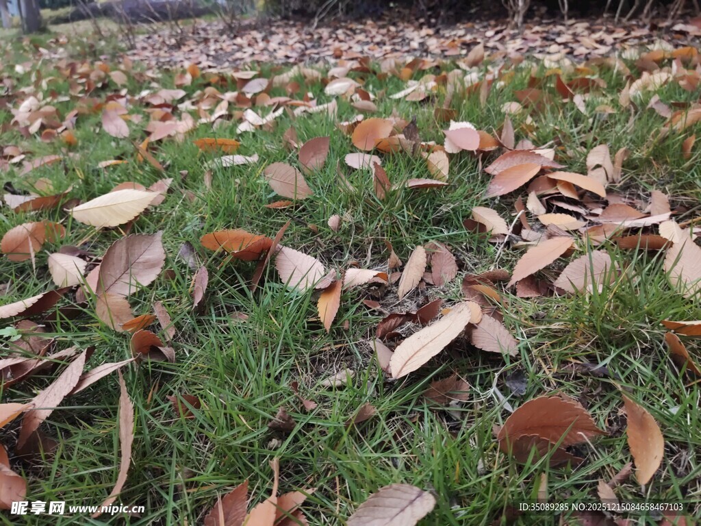 草地之上的缤纷落叶