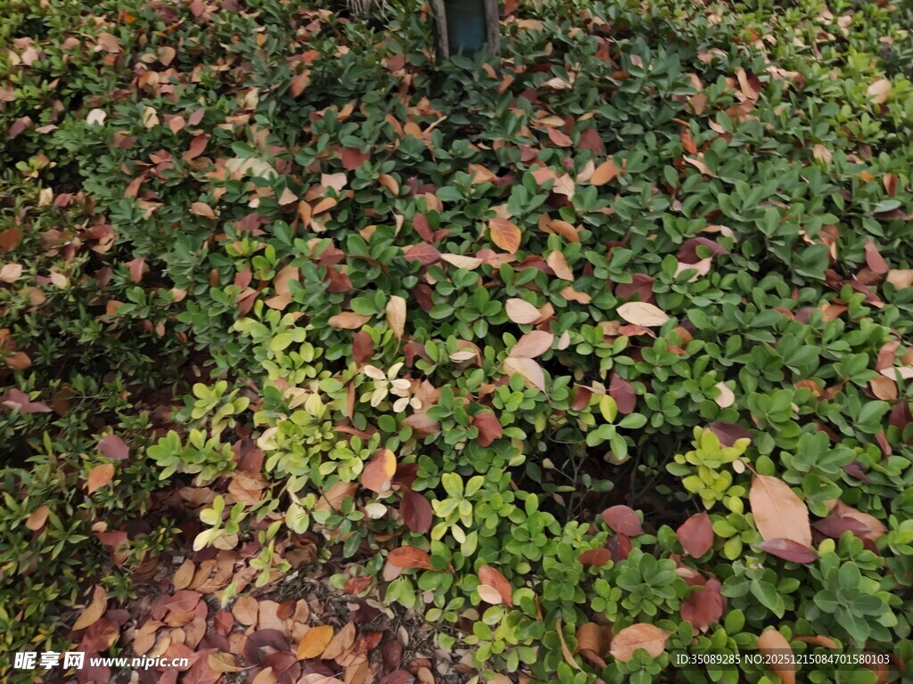 地面上的多彩落叶与绿植