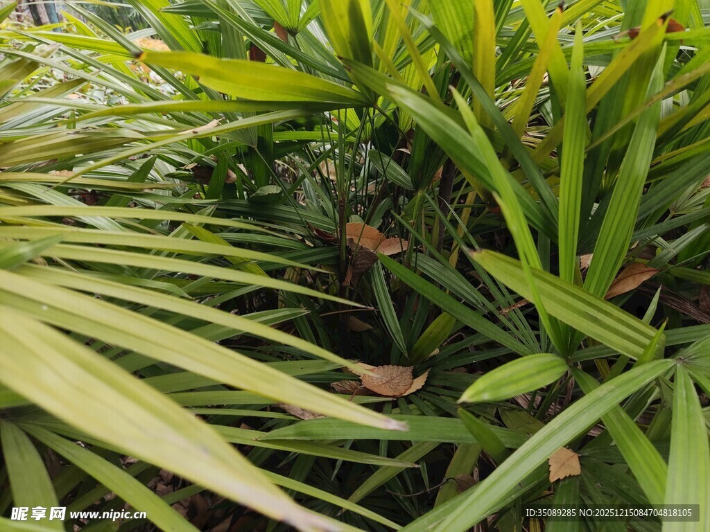 翠绿繁茂的热带植物景观