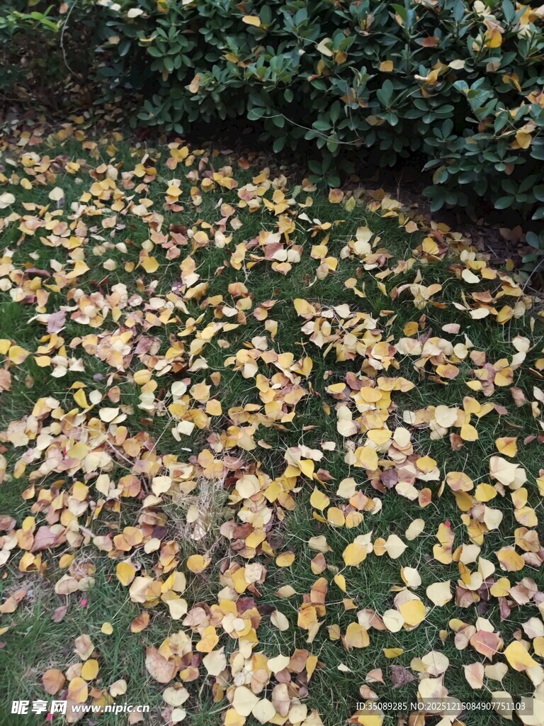 落叶铺地的秋日美景