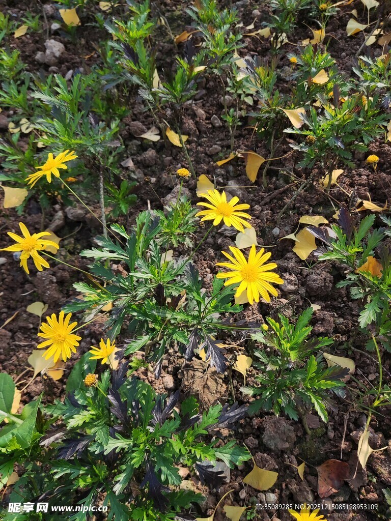 花园中的黄色小花绽放