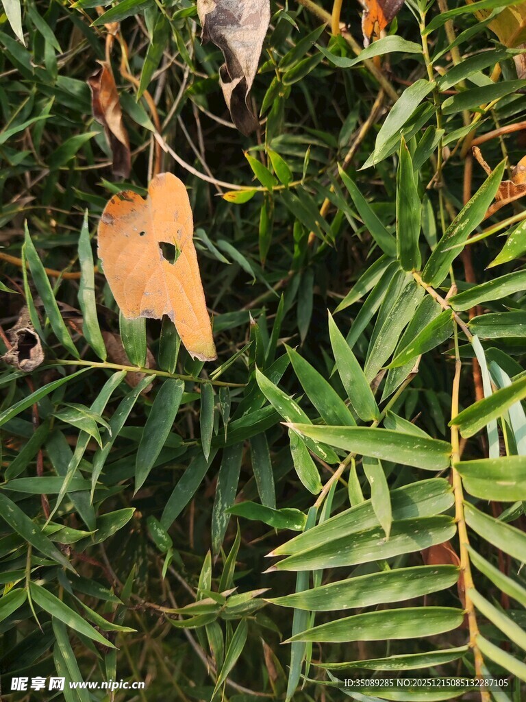 绿叶间的黄色异形叶片