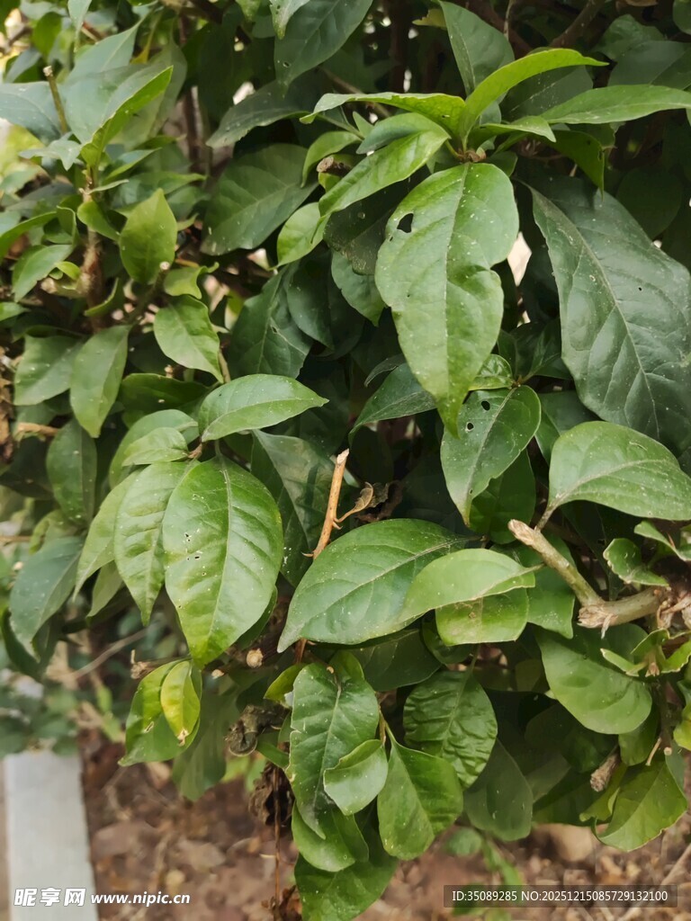 绿叶繁茂的植物景观