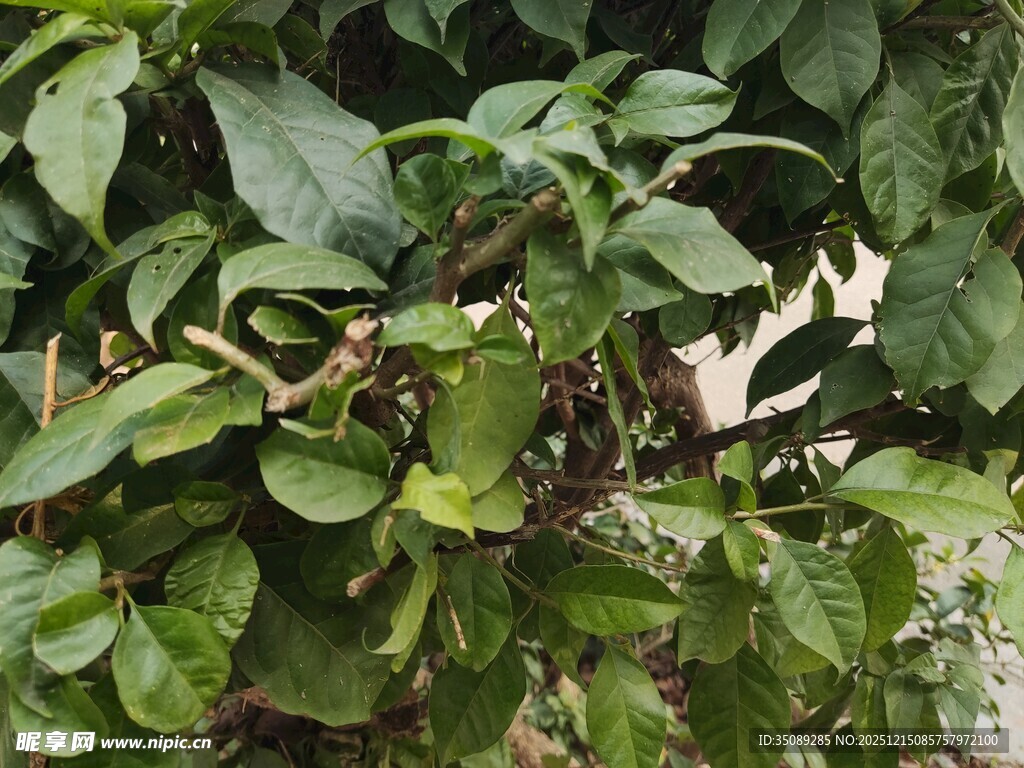 绿叶丛中的白色花朵