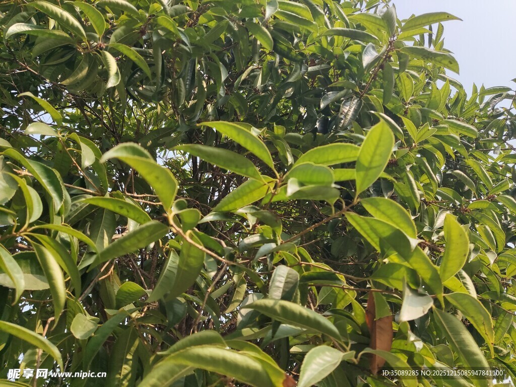 翠绿繁茂的树叶特写