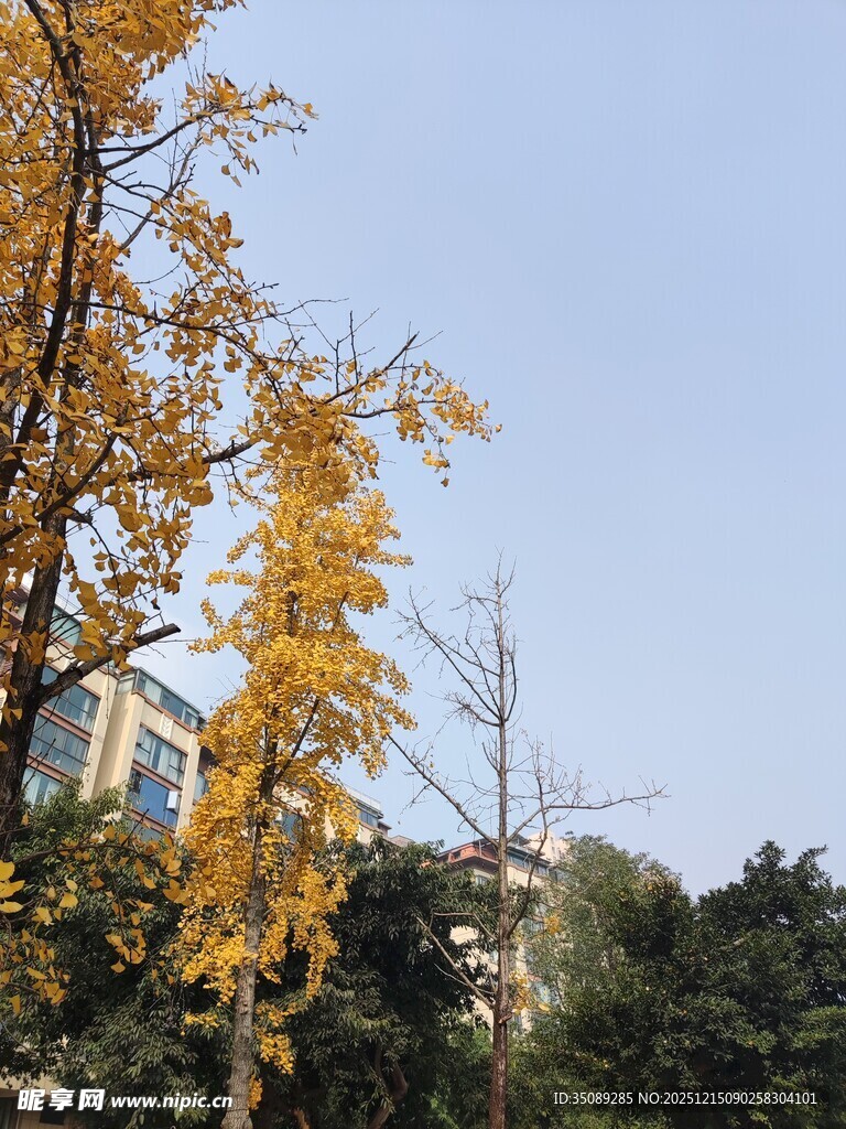 秋日金黄银杏树枝展蓝天