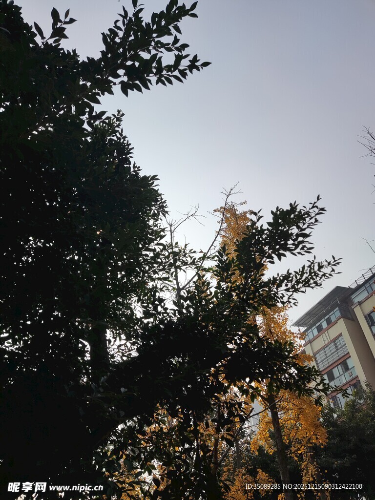 秋日林间树梢景致