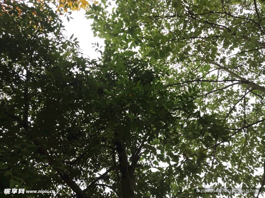 仰视繁茂绿树树冠