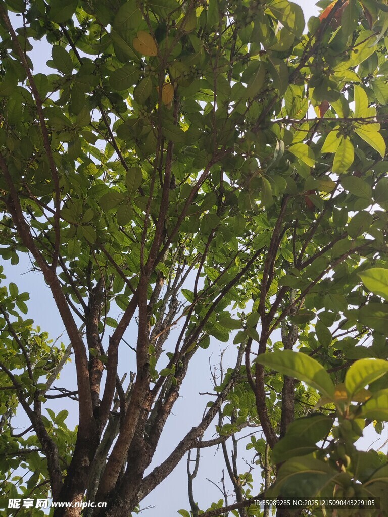 繁茂绿树与蓝天交织景象