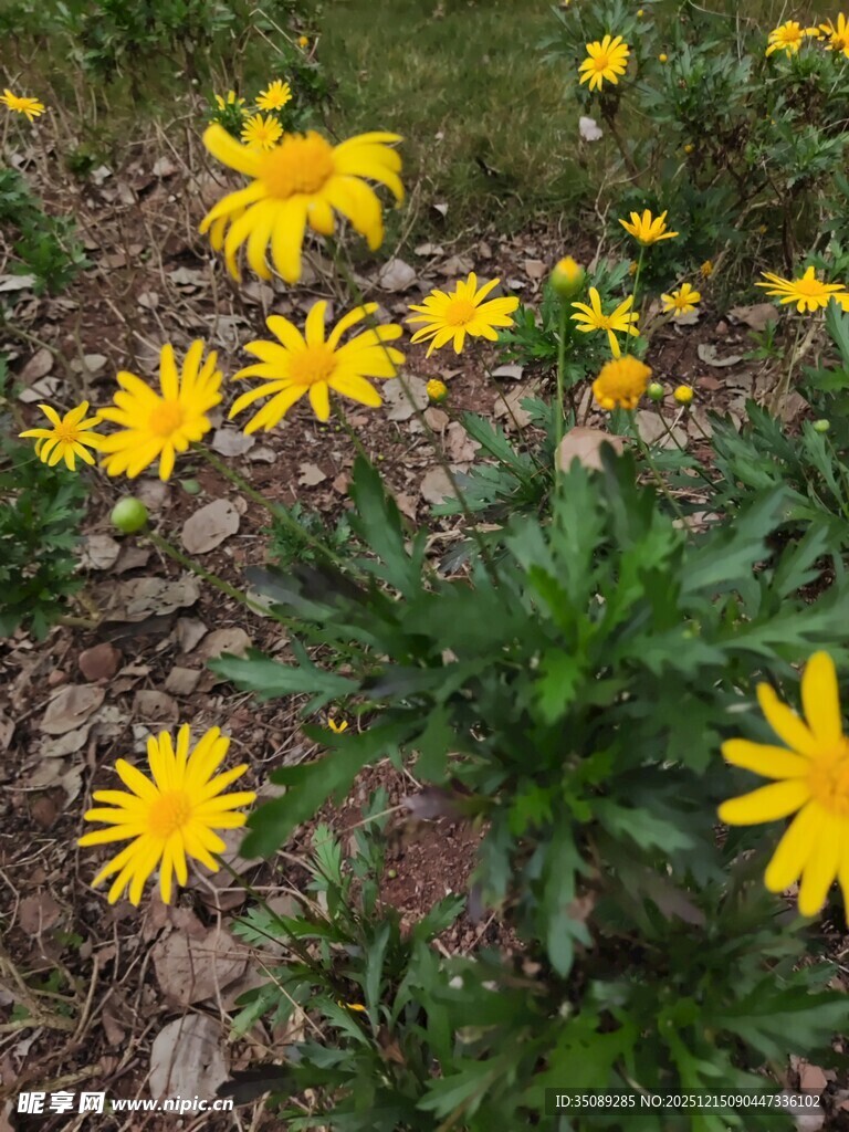 野外绽放的黄色小花