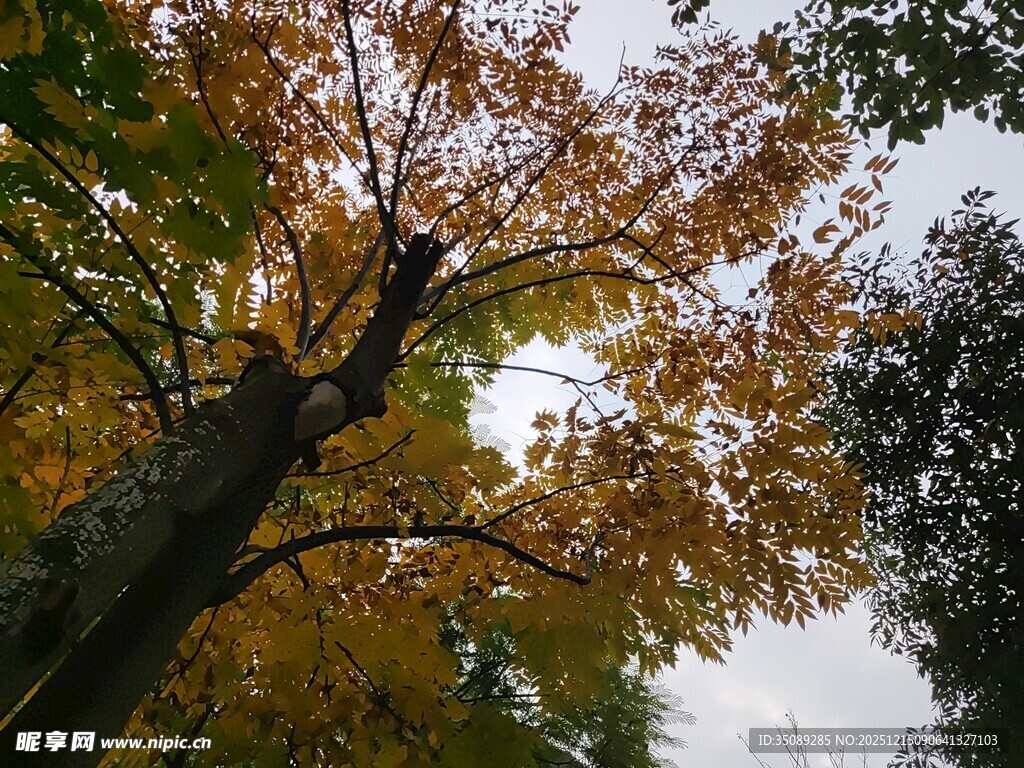 秋日斑斓树冠仰视景象