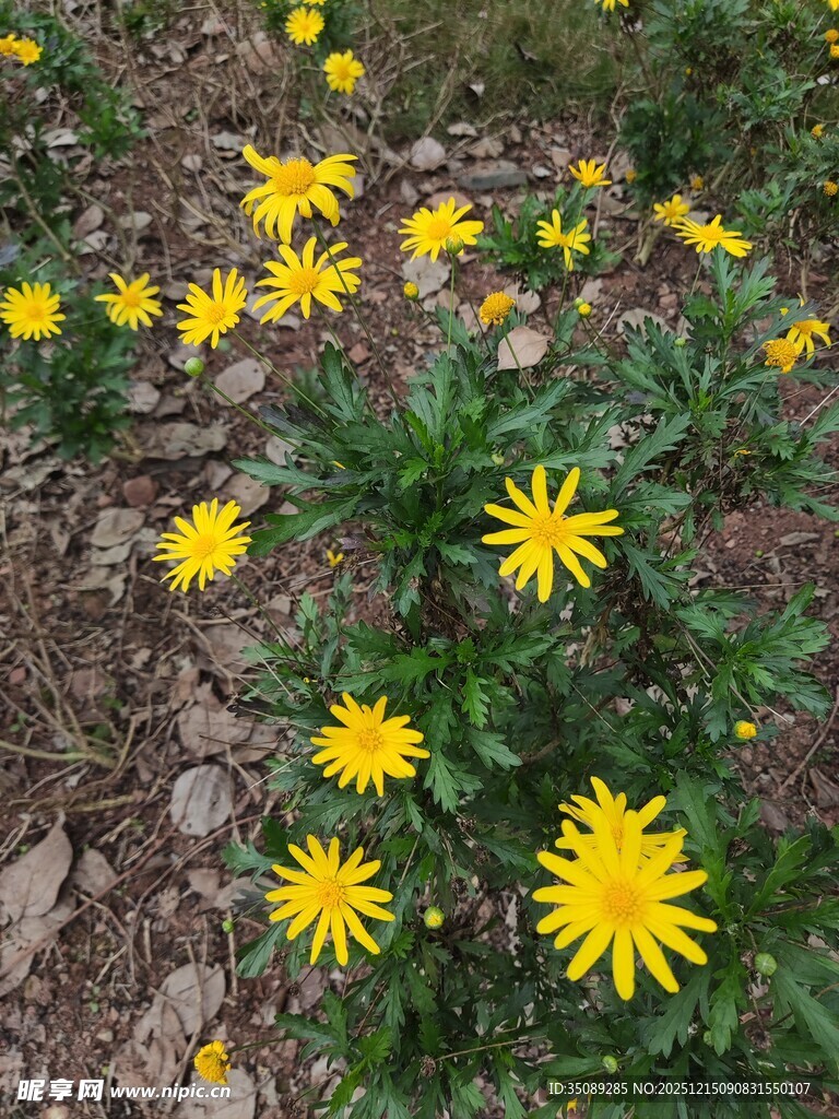 地上绽放的黄色小野花