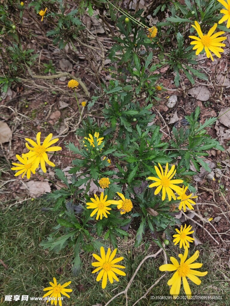 地上绽放的黄色小野花