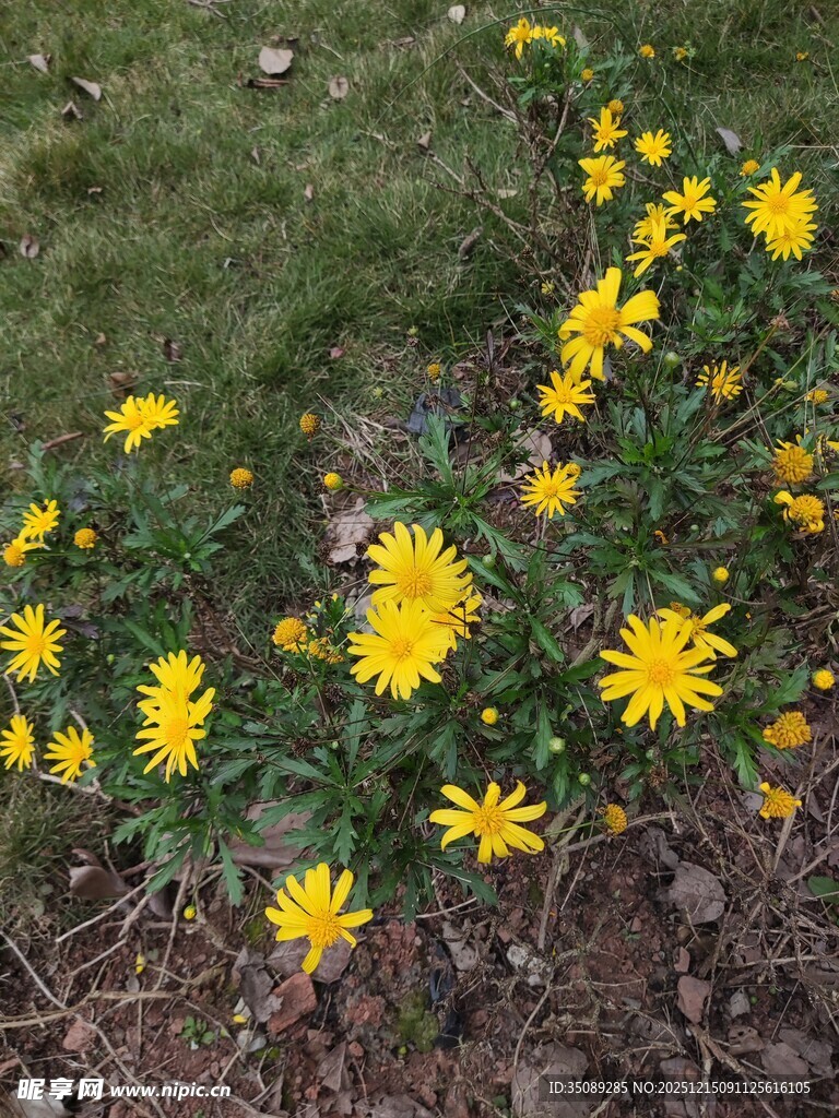 草地旁绽放的黄色小花