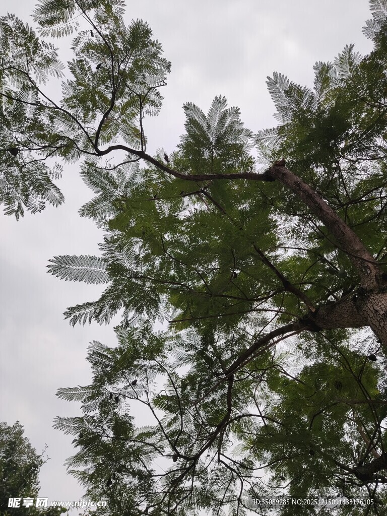 仰视茂密枝叶的树木