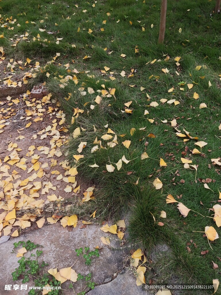 草地上的金黄落叶