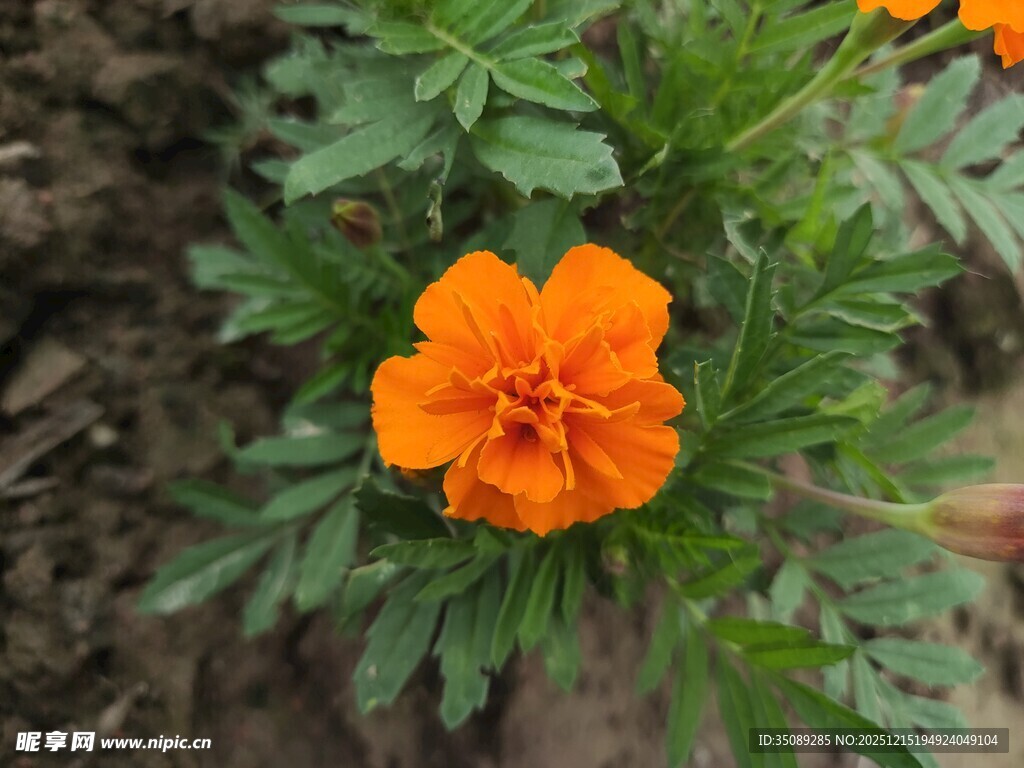 橙色万寿菊绽放