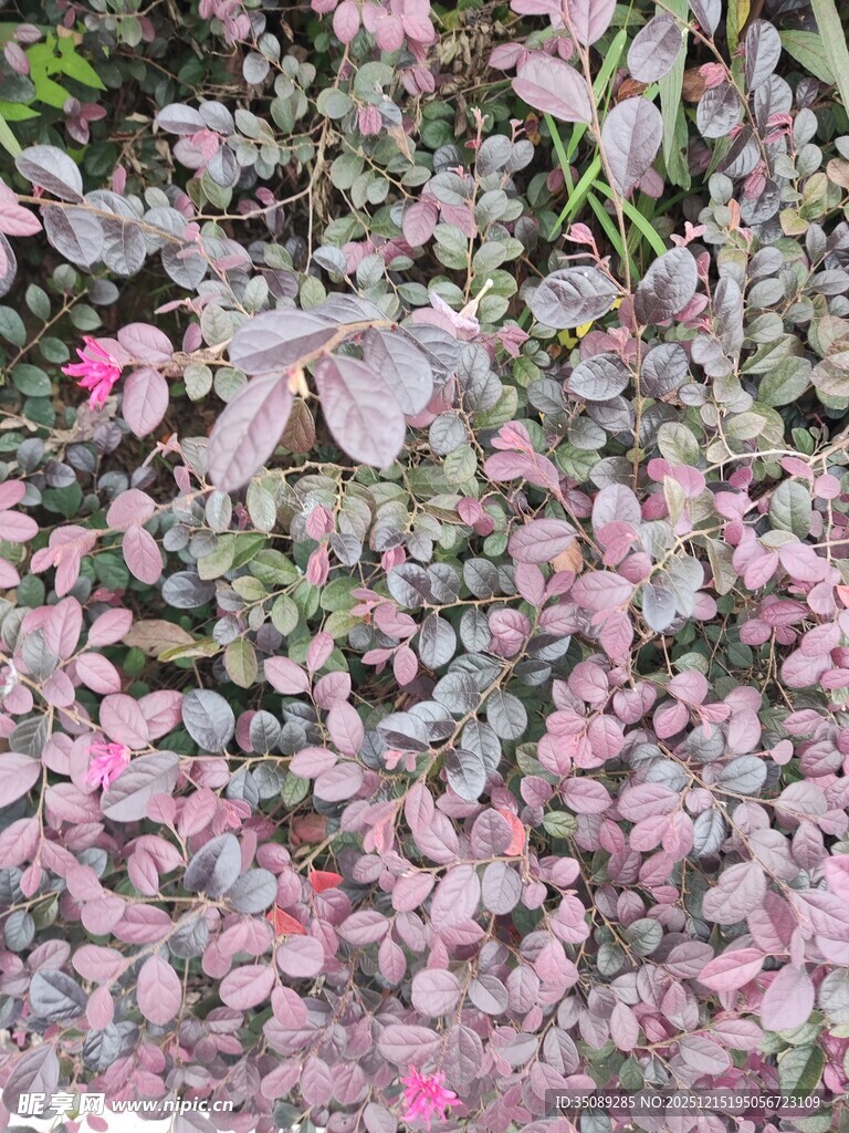 粉色叶片植物特写