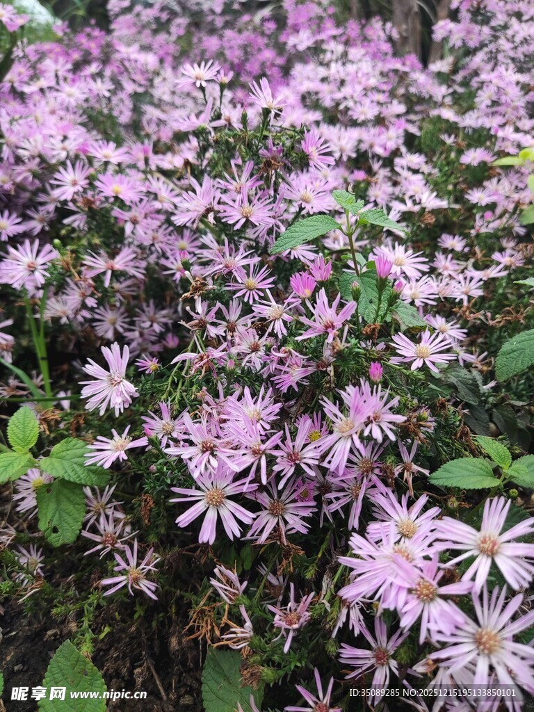 紫色小花绽放绿意间