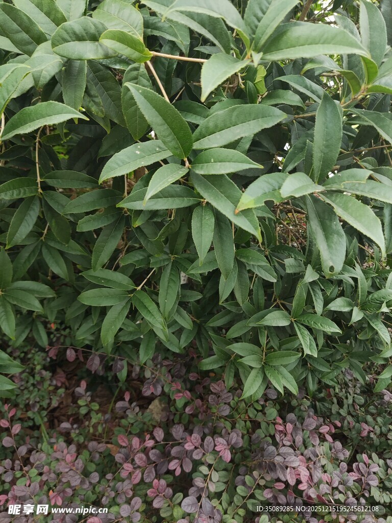 绿叶与紫色小花植物景观