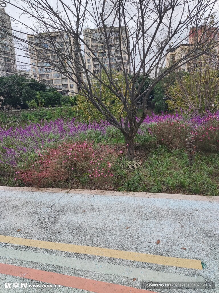 路边多彩花丛与光秃树木