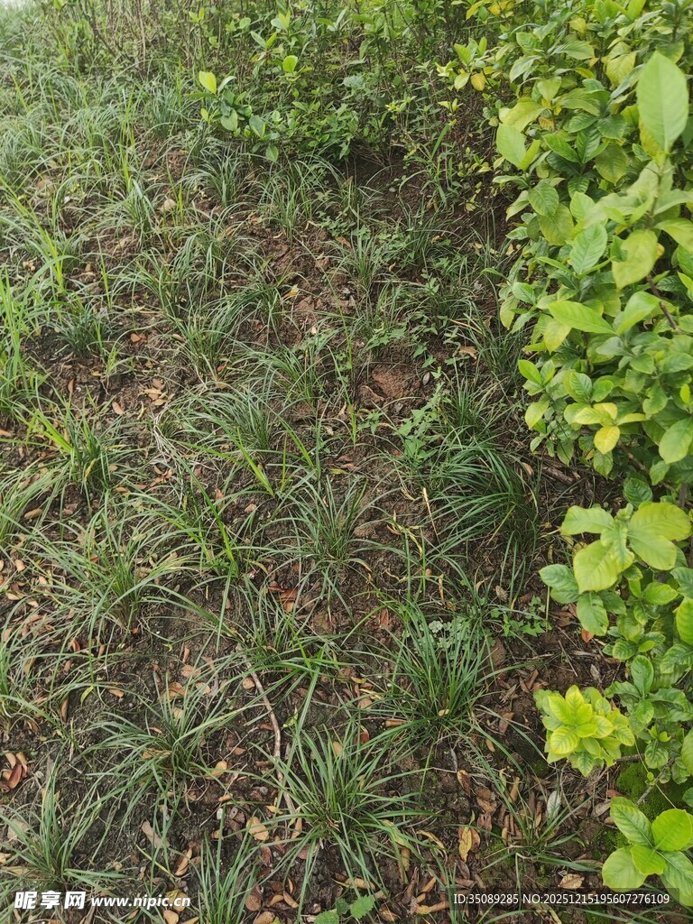 草地与绿植景观