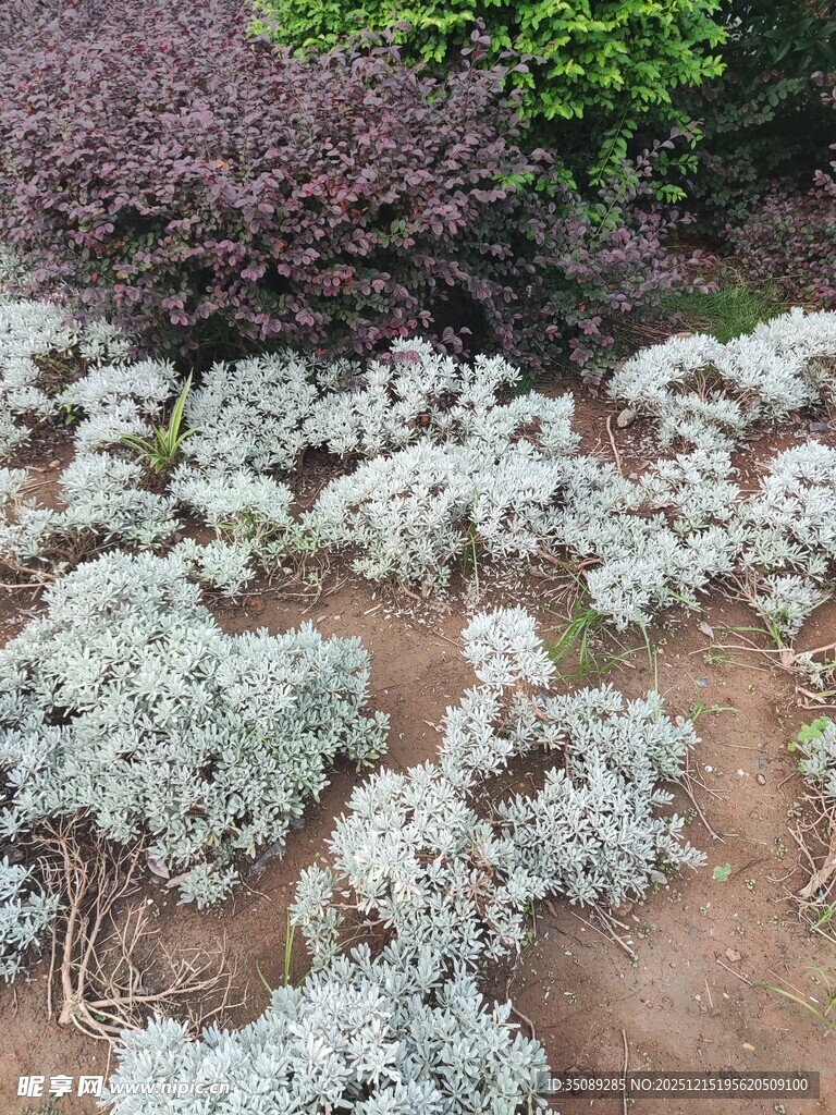 银叶植物景观