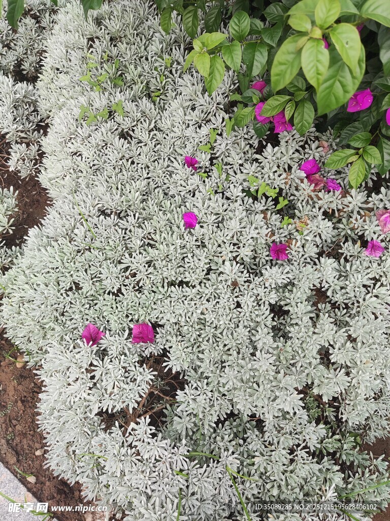 银叶植物间点缀艳丽小花