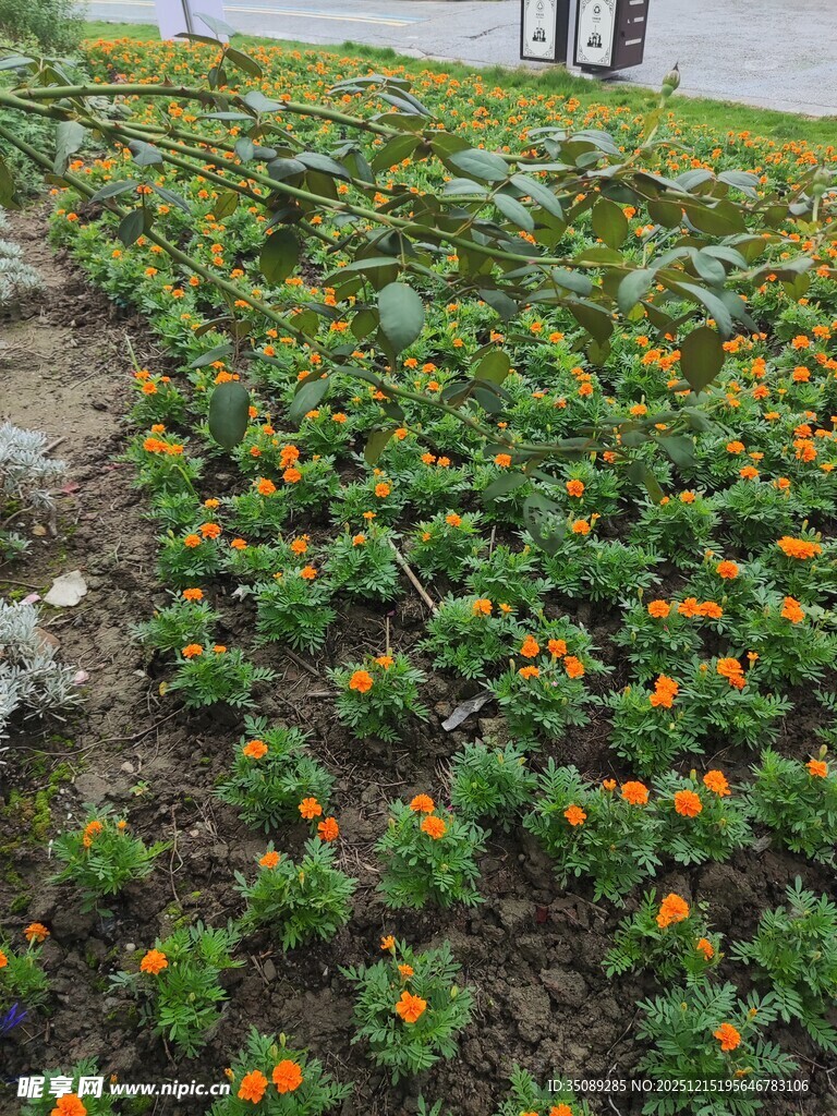 花坛中的多彩小花绽放