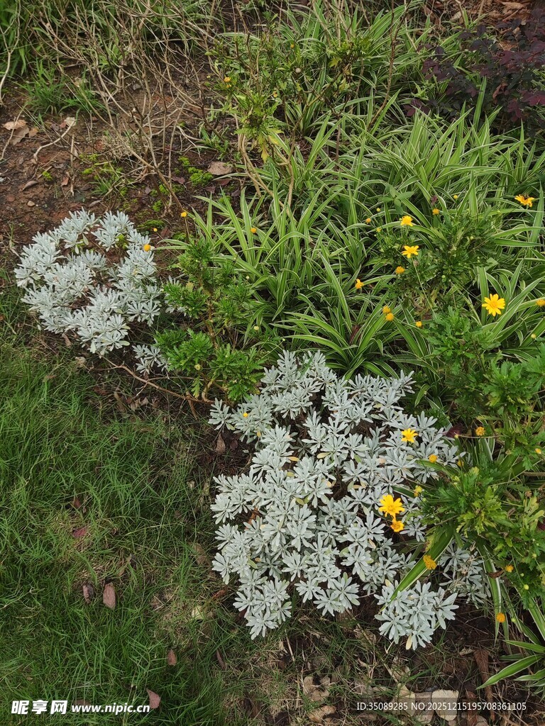 银叶植物点缀绿草黄花