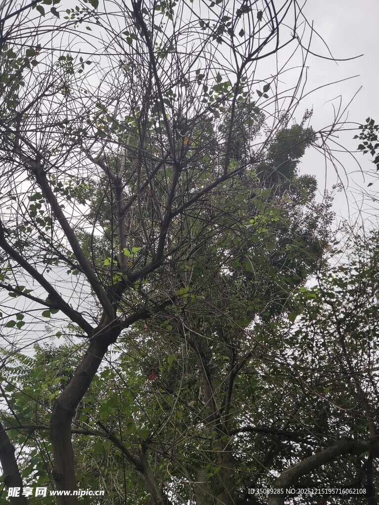 枝头栖息的鸟群