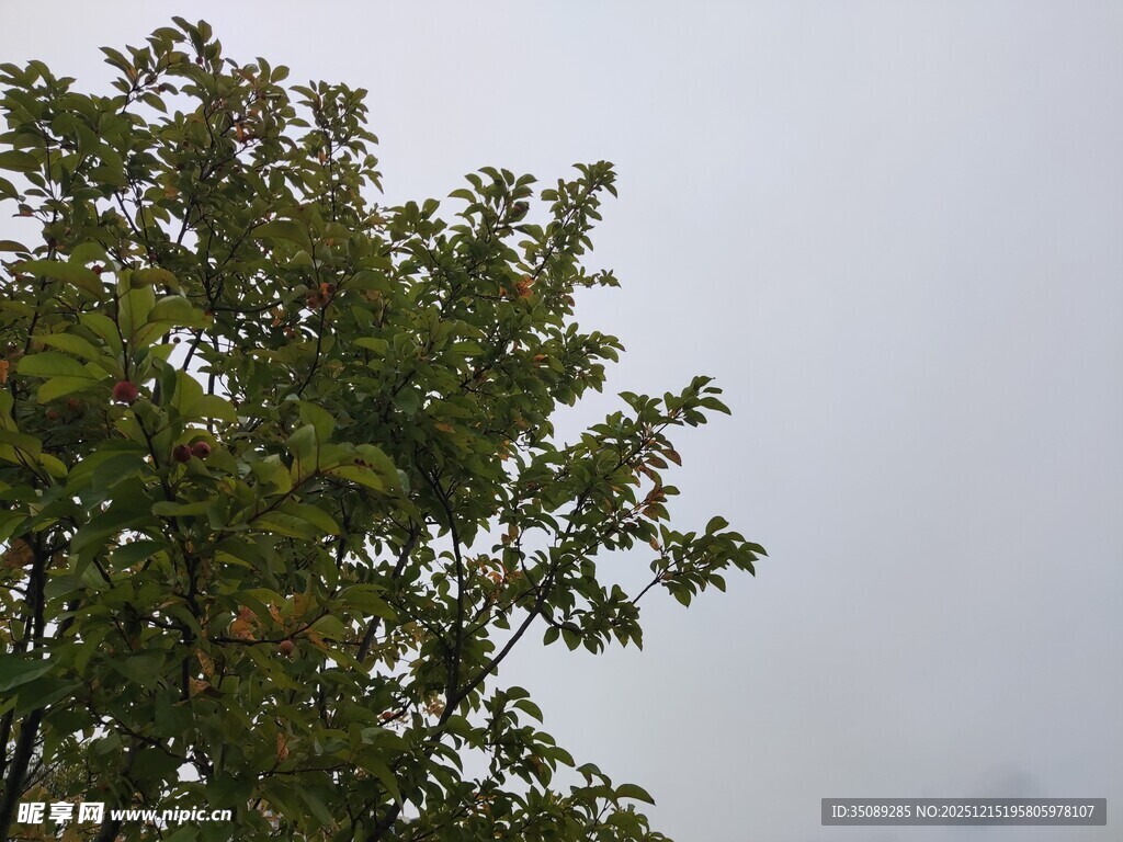 枝叶繁茂的树木