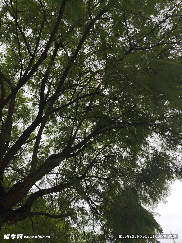 繁茂枝叶下的天空一角