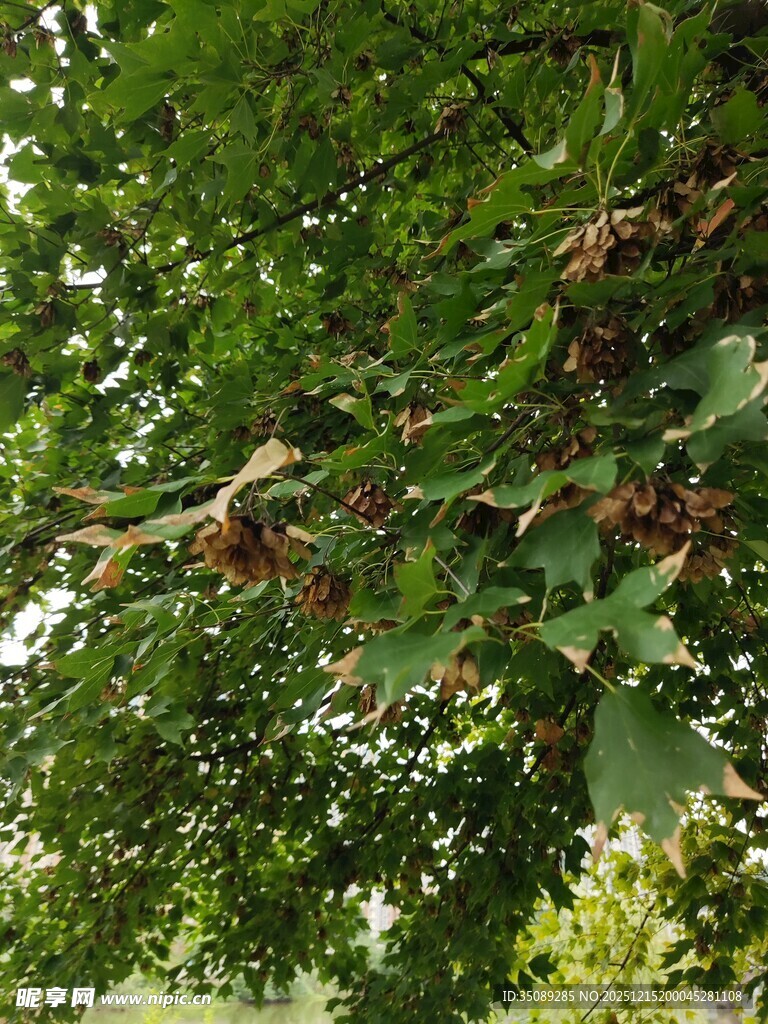 绿叶间的繁茂果实