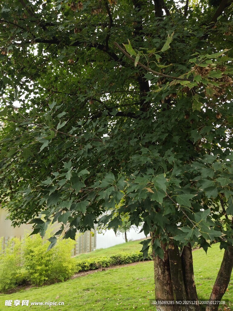 绿叶繁茂的大树