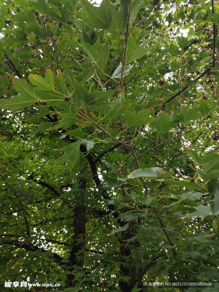 茂密绿叶中的繁茂树枝
