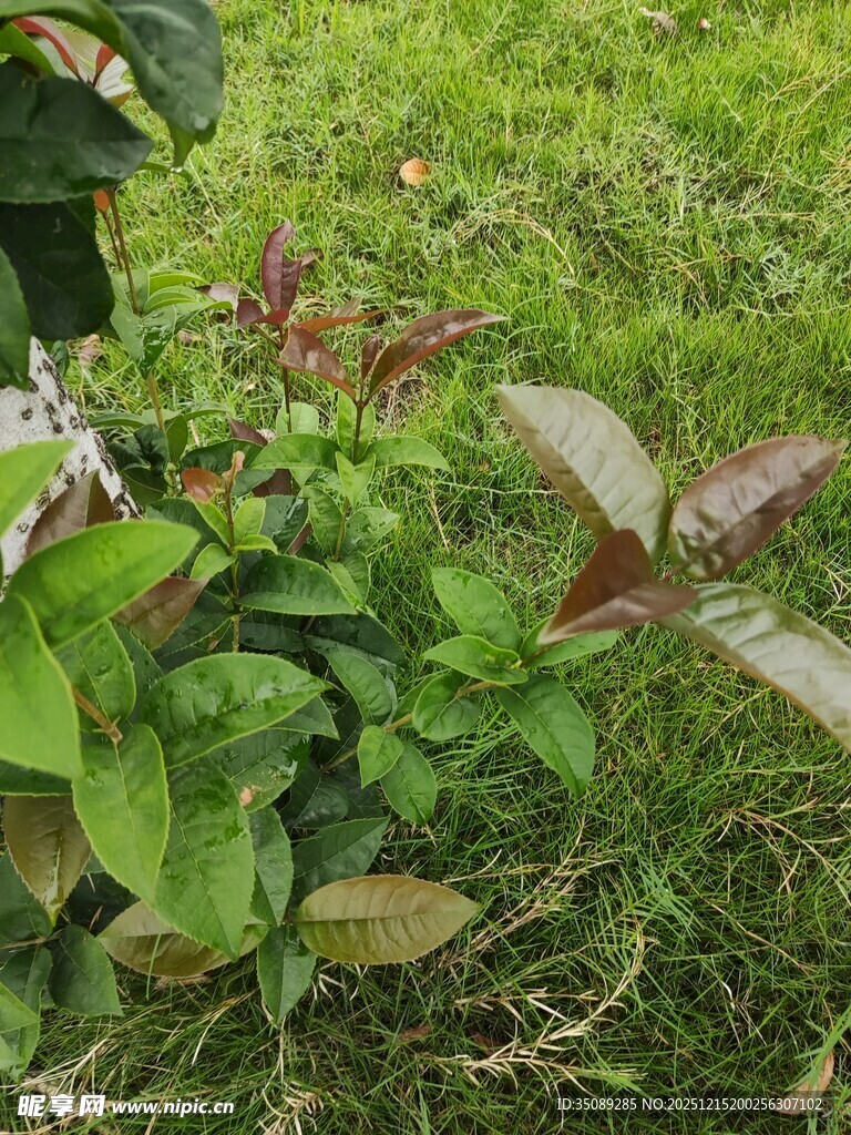 绿叶间的多彩植物