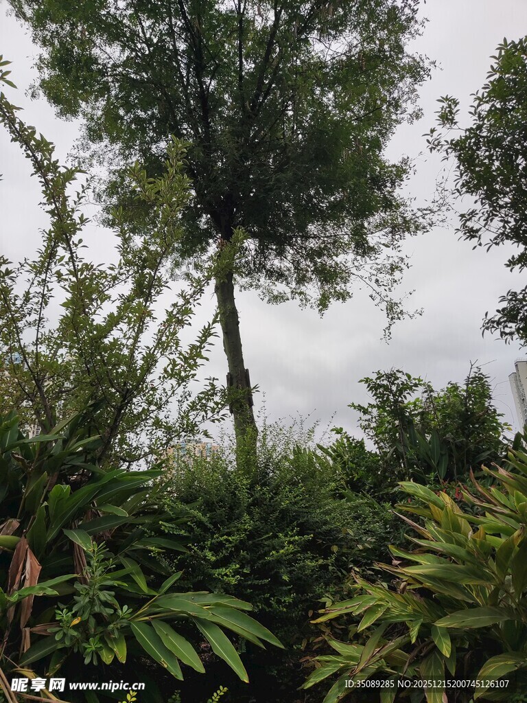 繁茂绿植中的挺拔树木