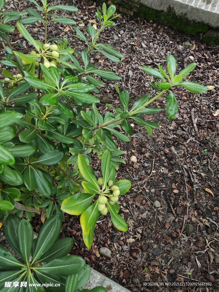 绿叶植物展现自然生机