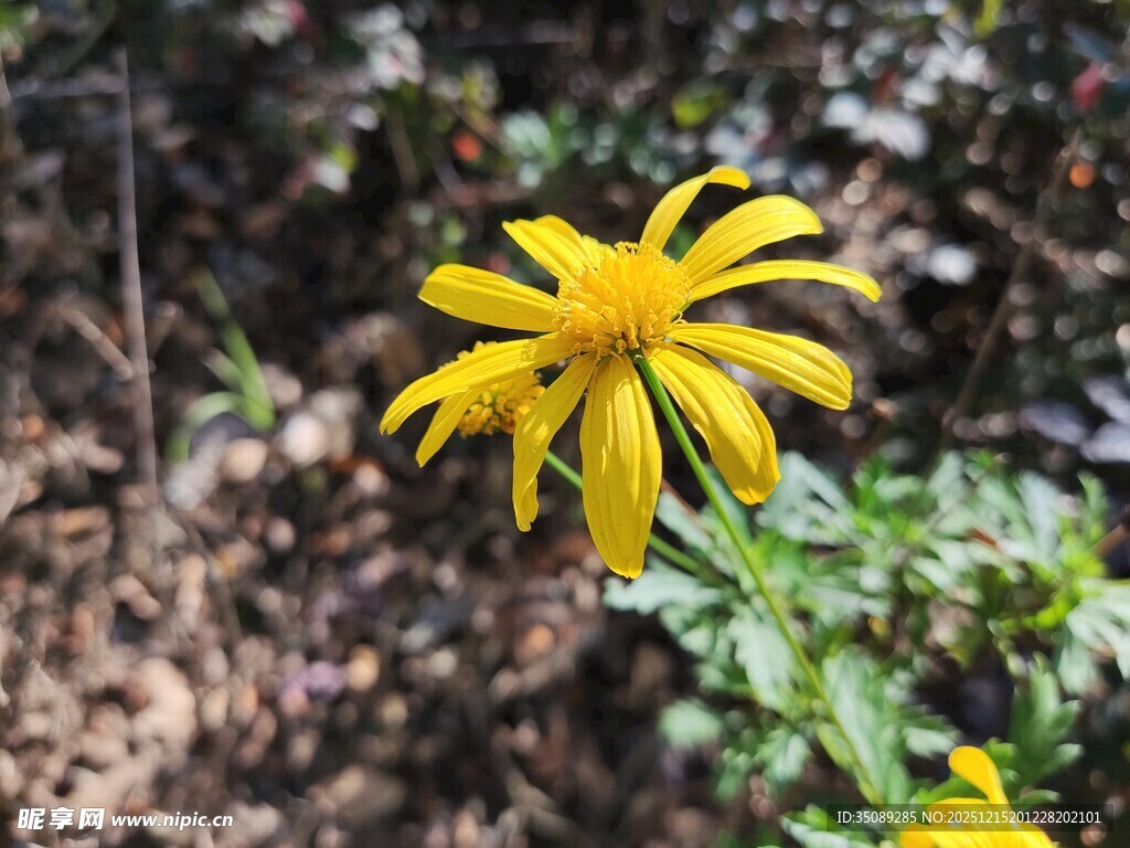 黄色小花绽放于自然间