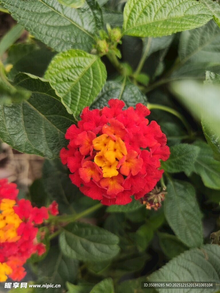 鲜艳红花朵与绿叶相伴