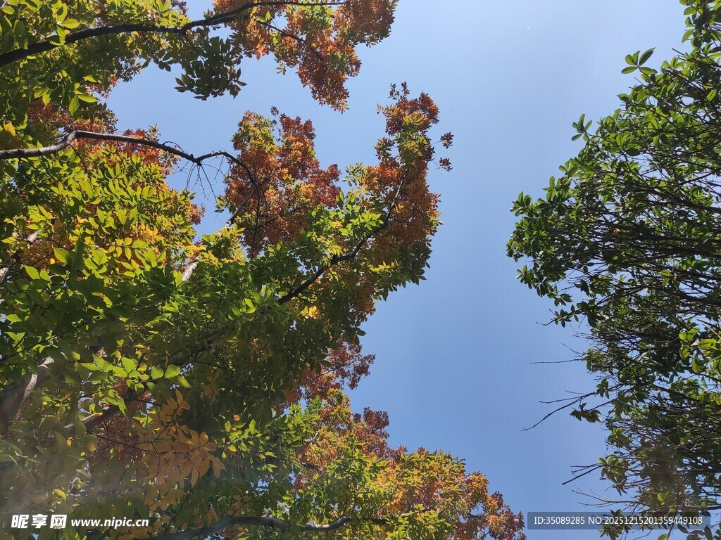 秋日林间树梢与蓝天