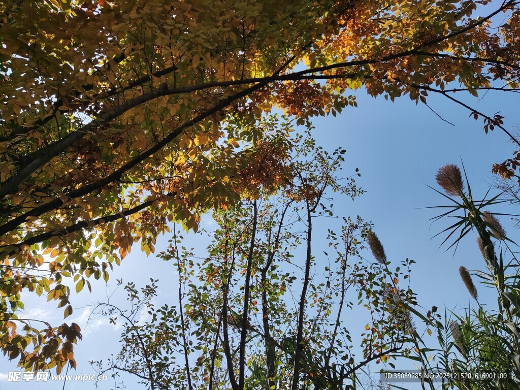 秋日林间树梢与蓝天